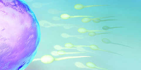 Fertility Sperm 